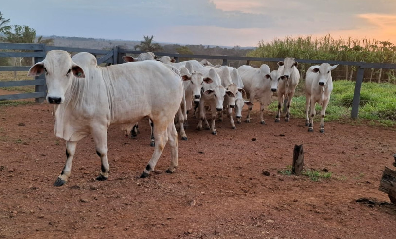 ASN Amazonas - Agência Sebrae de Notícias