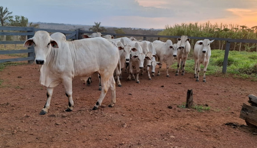 ASN Amazonas - Agência Sebrae de Notícias