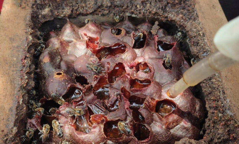 ASN Amazonas - Agência Sebrae de Notícias