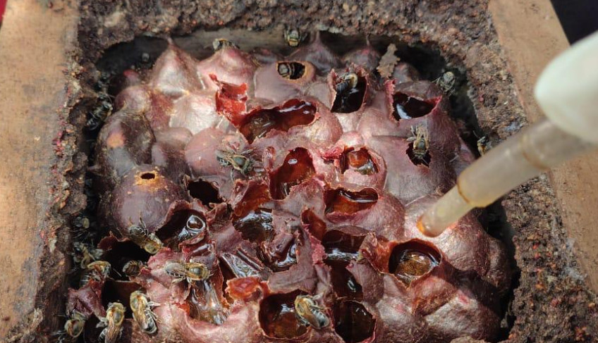 ASN Amazonas - Agência Sebrae de Notícias