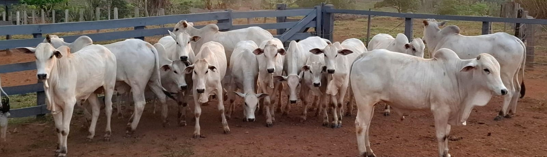 ASN Amazonas - Agência Sebrae de Notícias